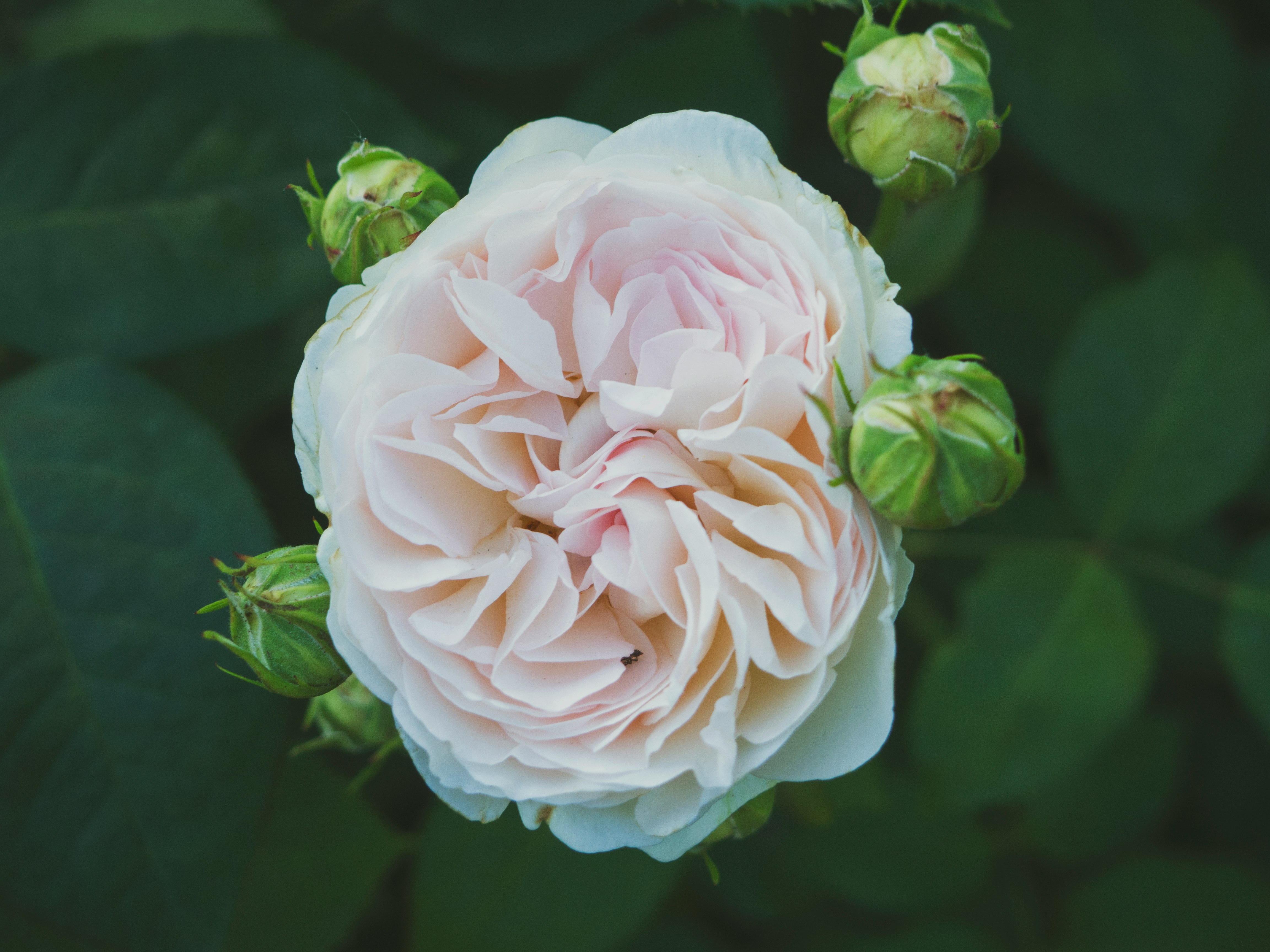 white petaled flower